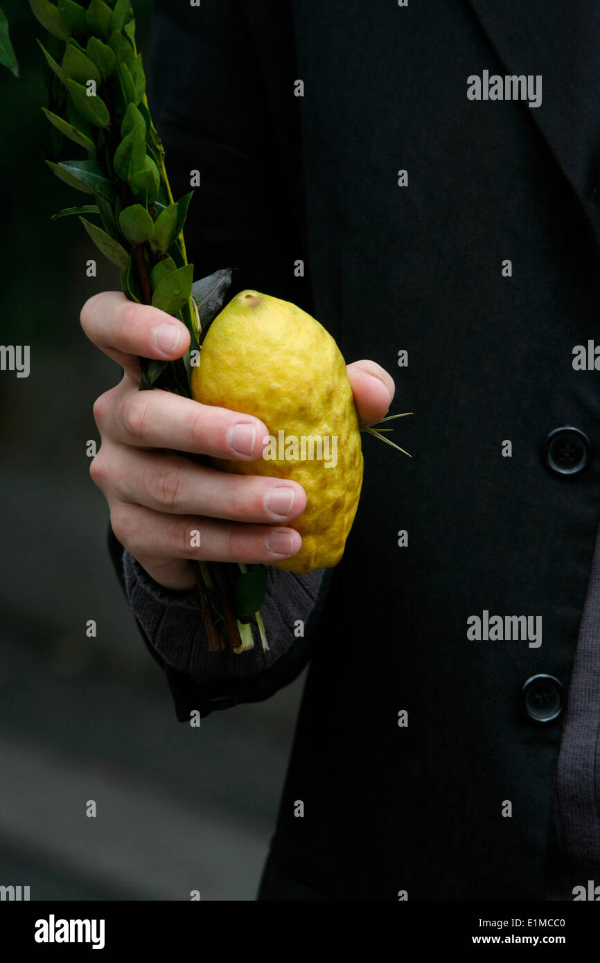 Sukhot citron and lulav Stock Photo