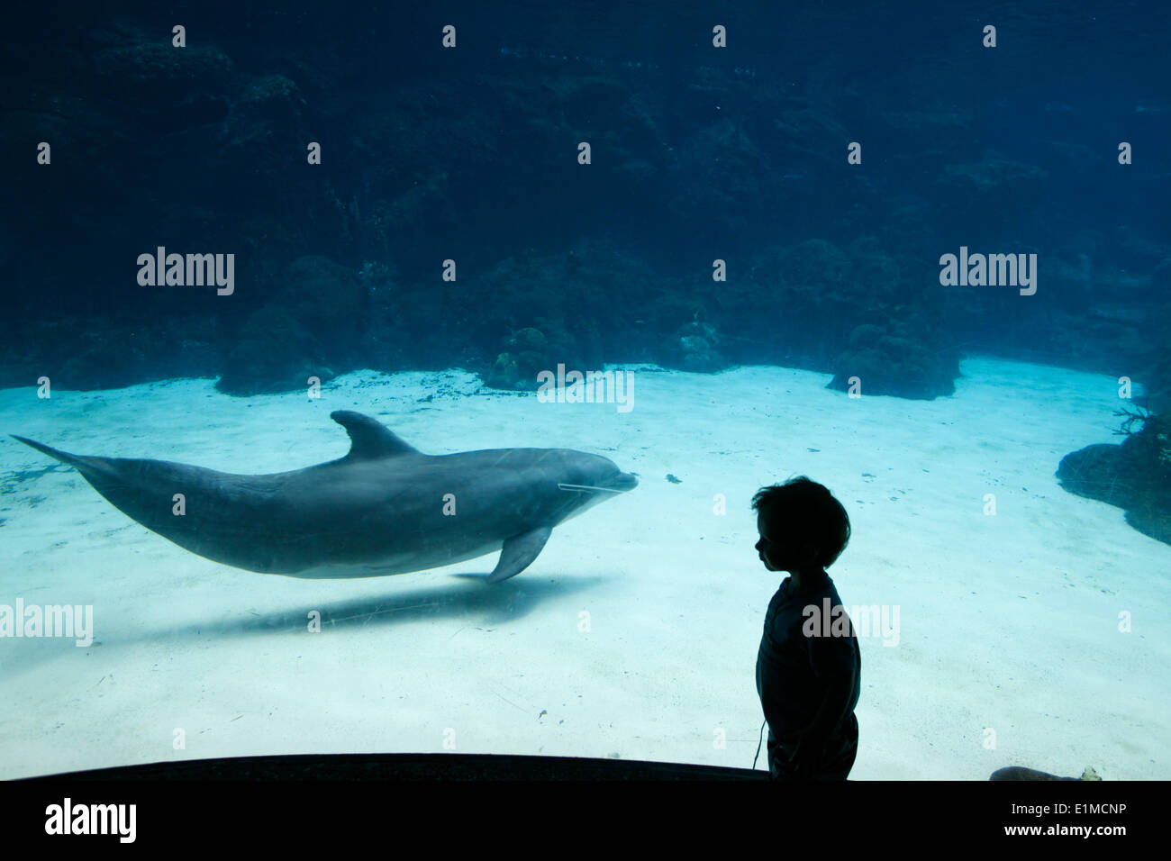 Seaworld Portrait Sea world hi-res stock photography and images - Alamy