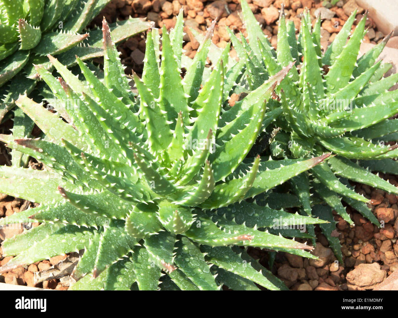 Aloe vera plants, tropical green plants tolerate hot weather Stock Photo -  Alamy
