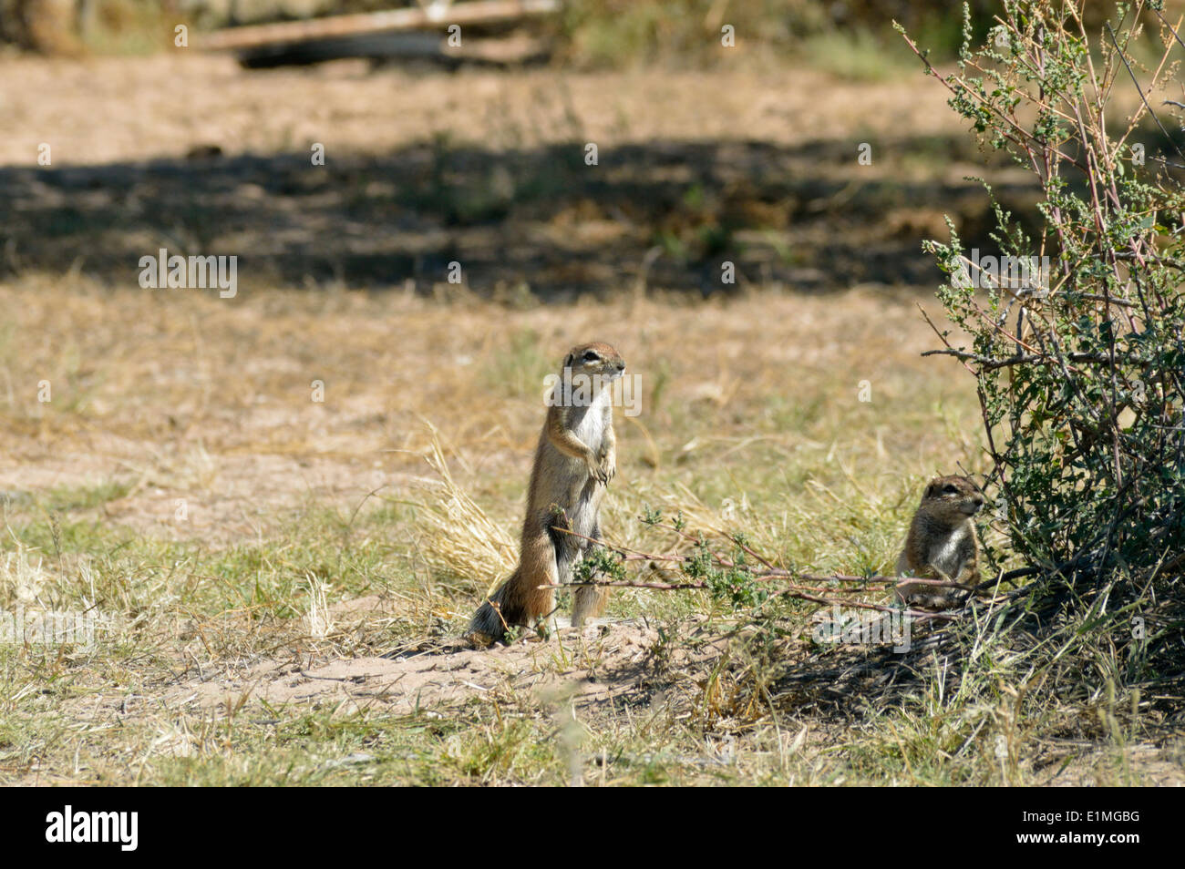 Cape ground squirrel (Xerus inauris) one alert while another sits by entrance to burrow, Namibia Stock Photo