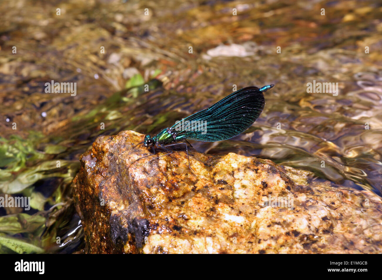 Beautiful demoiselle damselfly (Calopteryx virgo) male on station in his territory on a fast-flowing stream, UK. Stock Photo
