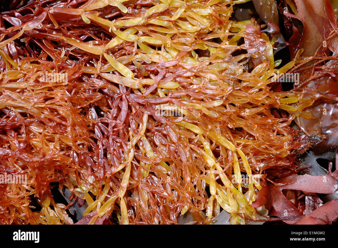 Jointed pod weed (Lomentaria articulata), a red seaweed, partly bleached yellow, exposed at low tide, UK Stock Photo