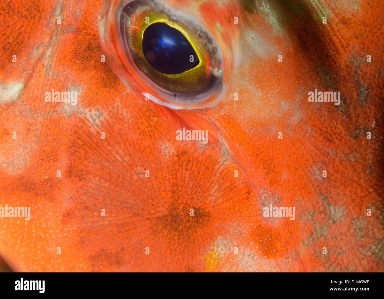 Red gurnard, Chelidonichthys spinosus. fish macro detailing of eye. Stock Photo