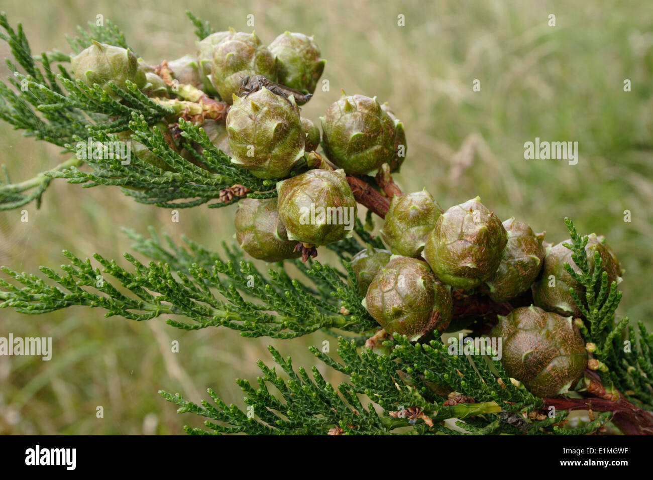 Monterey cypress (Cupressus macrocarpa), fruits of self-sown tree on dunes, UK. Stock Photo