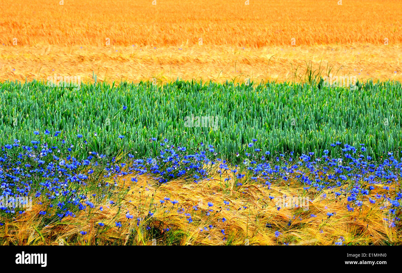 Corn growth stages hires stock photography and images Alamy