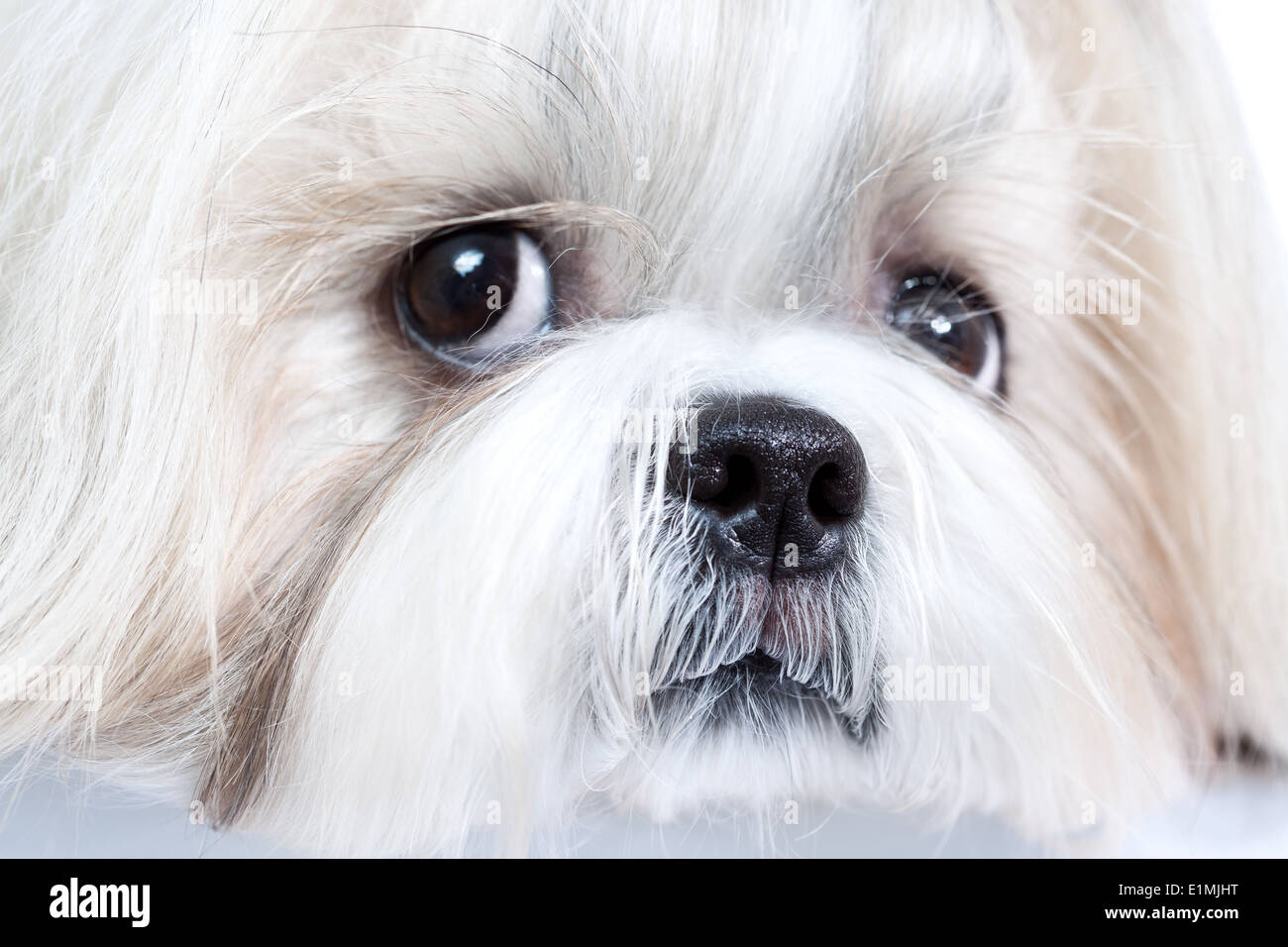 Sitzhu Portrait look hi-res stock photography and images - Alamy