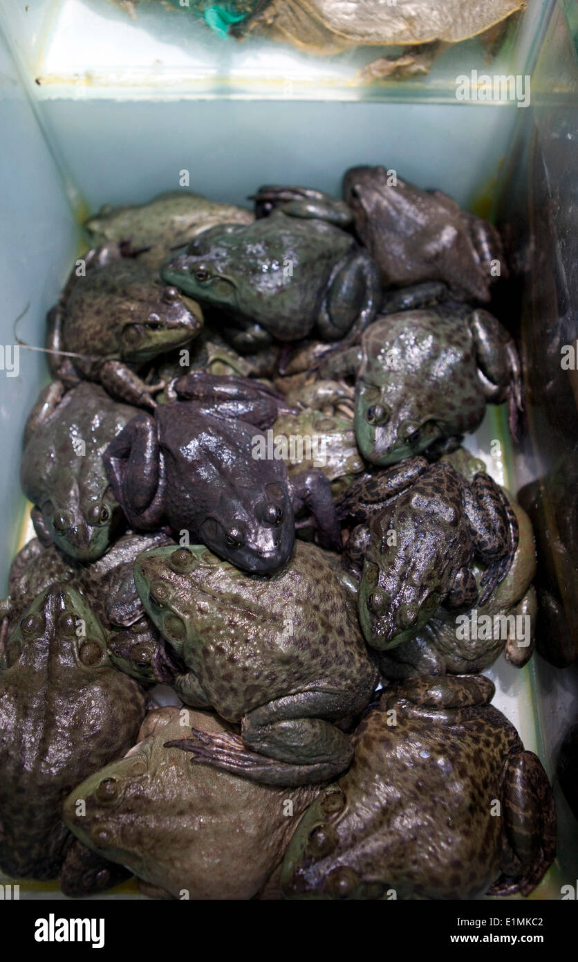 Live frogs for sale in a glass box at Auchan supermarket in Shanghai, China, on 26. December 2013. Stock Photo