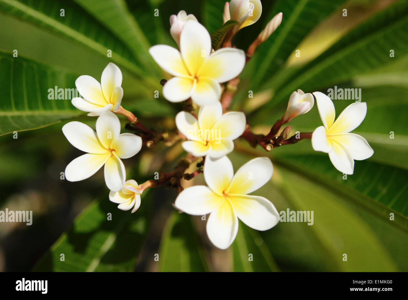 Wild flowers on Rhodes Island, Ixia Rhodes, East Coast, Greece Stock Photo