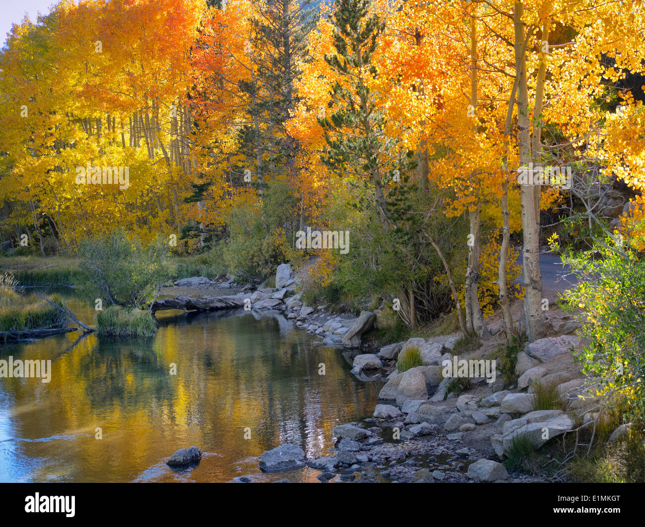 Fall colored aspens along Creek, California. Inyo County Stock