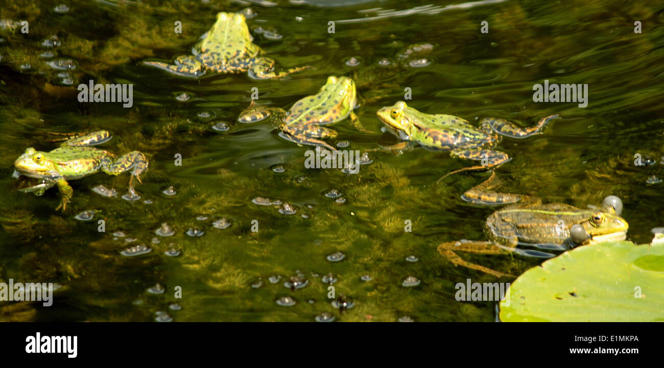 Lake Frogs in the Southpark Stock Photo Alamy
