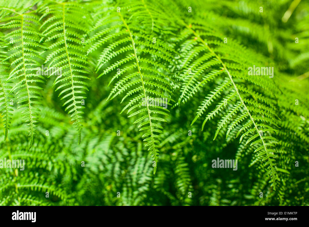Fern plant closeup forest hi-res stock photography and images - Alamy