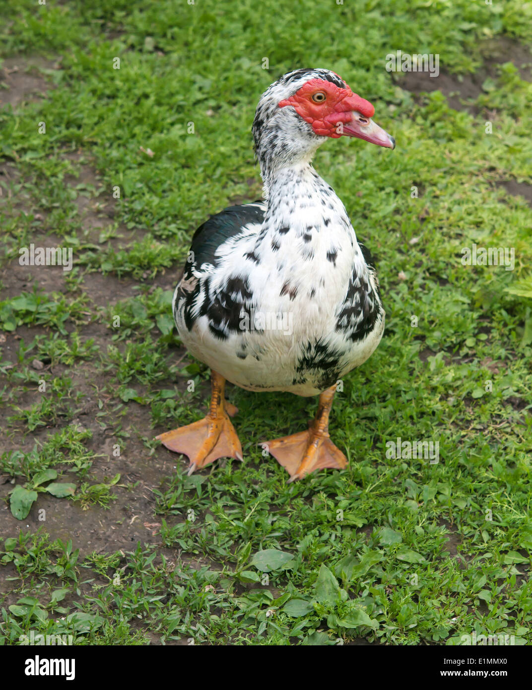 big Muscovy duck close up Stock Photo