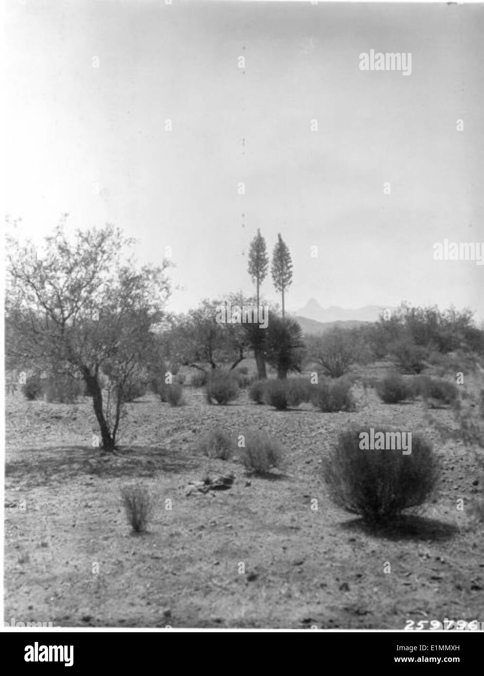 Desert flora diversity Black and White Stock Photos & Images - Alamy