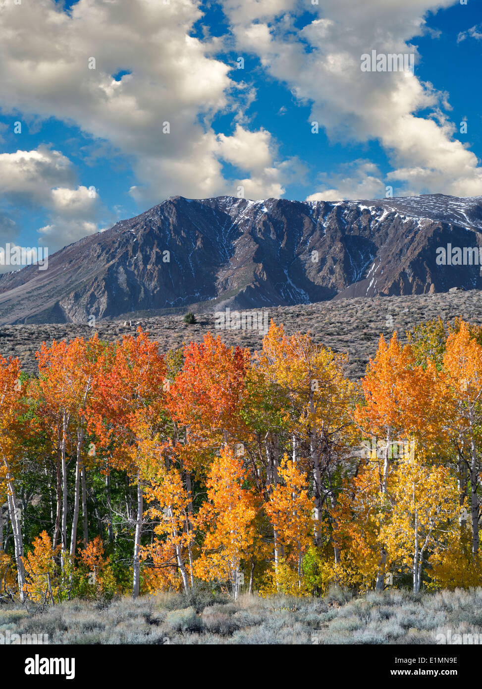 Bloody Canyon. aspen trees in fall color. Eastern Sierra Nevada Mountains, California Stock Photo