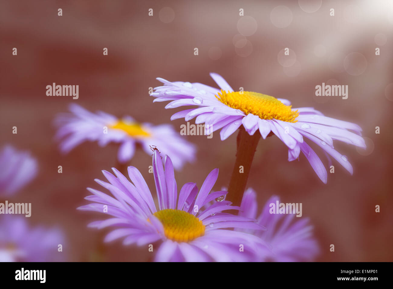 Sepia daisy flower hi-res stock photography and images - Alamy