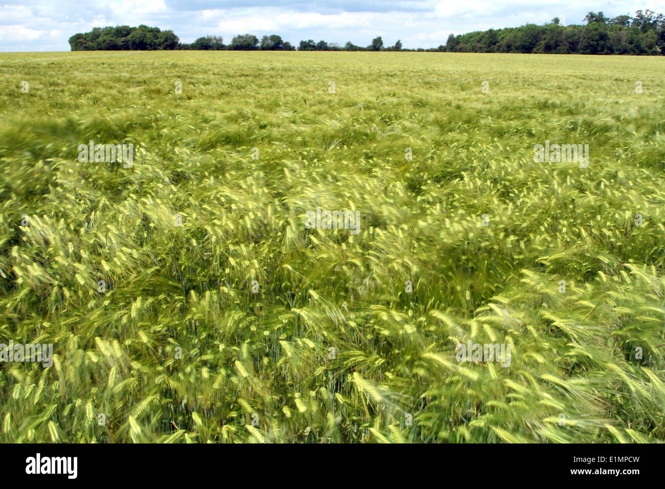 Weather . . Abbots Ripton, Cambridgeshire, UK . . 05.06.2014 A field of crops dance in the wind on a sunny day near Abbots Ripton, Cambridgeshire. Pic: Paul Marriott Photography Stock Photo