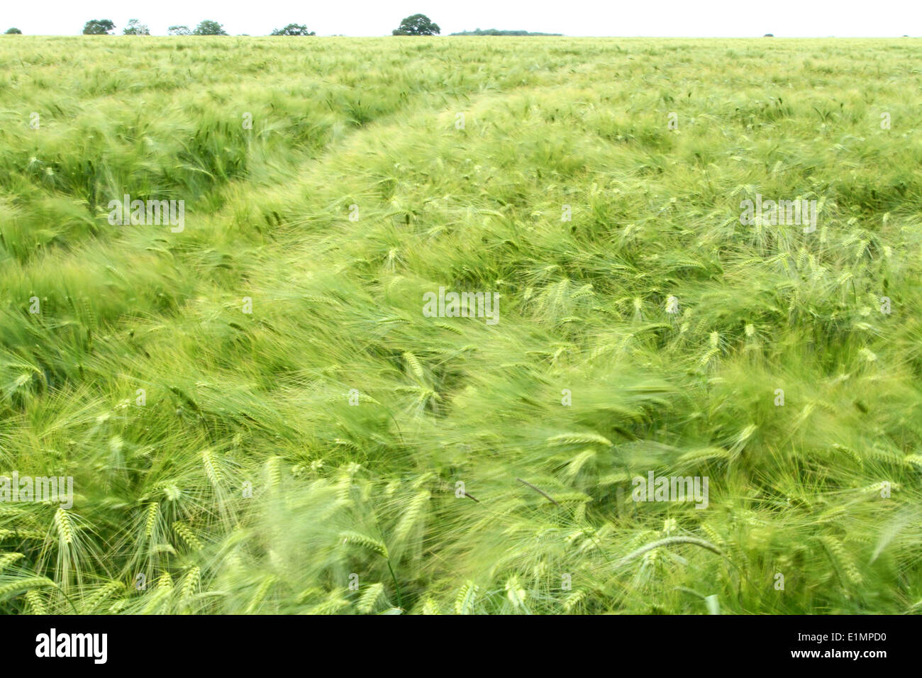 Weather . . Abbots Ripton, Cambridgeshire, UK . . 05.06.2014 A field of crops dance in the wind on a sunny day near Abbots Ripton, Cambridgeshire. Pic: Paul Marriott Photography Stock Photo