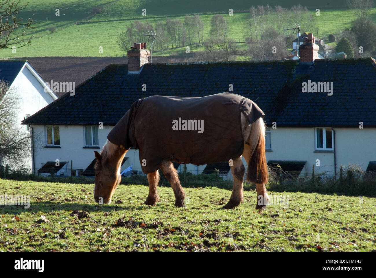 Grazing Horse on farmland and Countryside behind Crediton, Devon, West of England, GB. Stock Photo