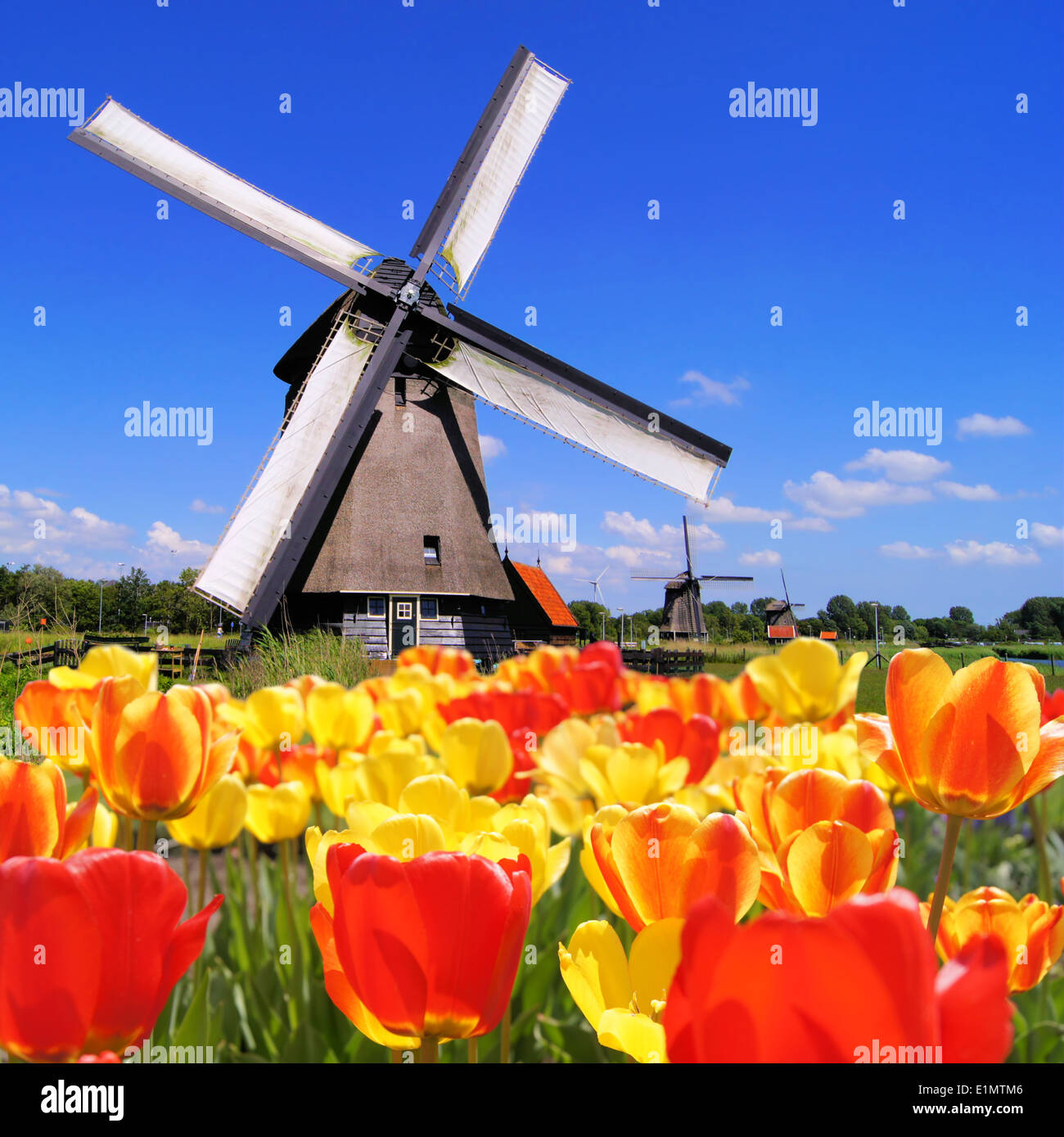 Traditional Dutch windmills with vibrant tulips in the foreground, The ...