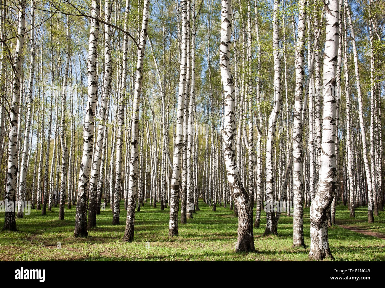 Birch trees in spring Stock Photo