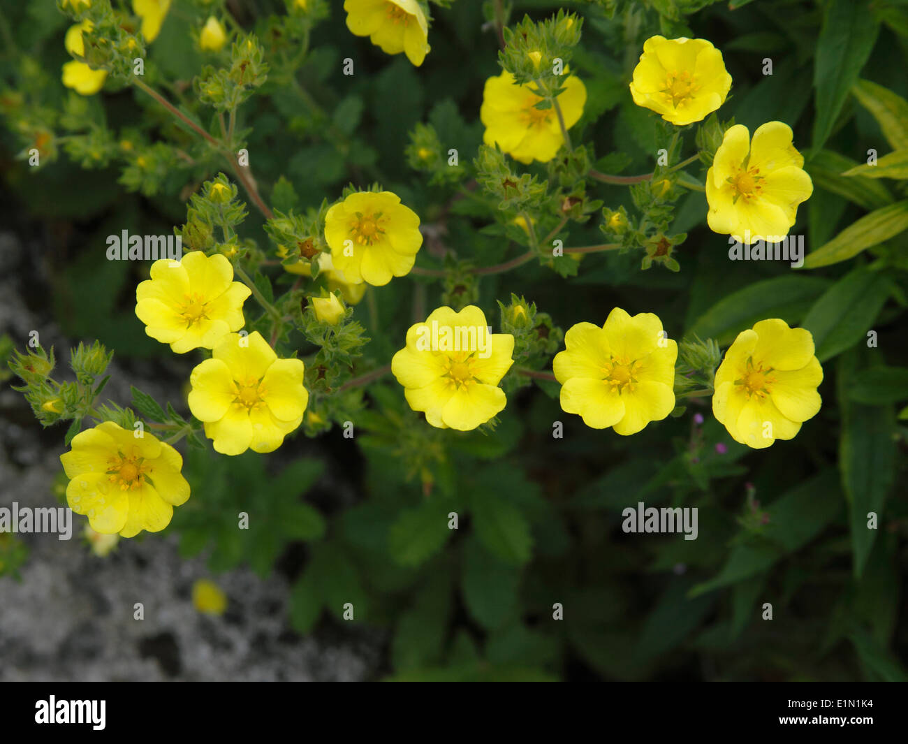 Potentilla fruticosa 'Elizabeth' shrub close up of flowers Stock Photo