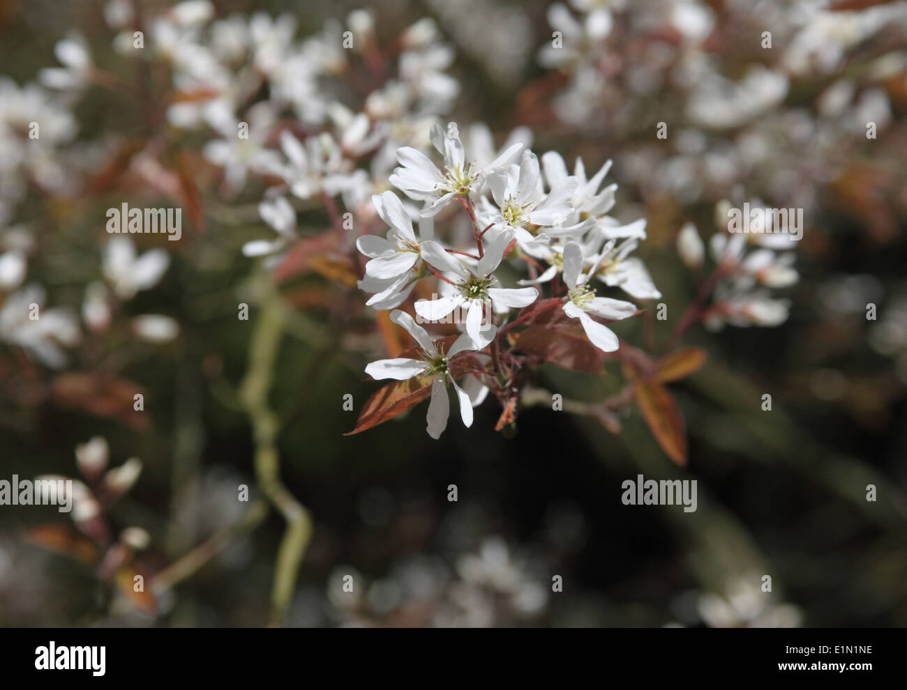 Amelanchier canadensis close up of flowers Stock Photo