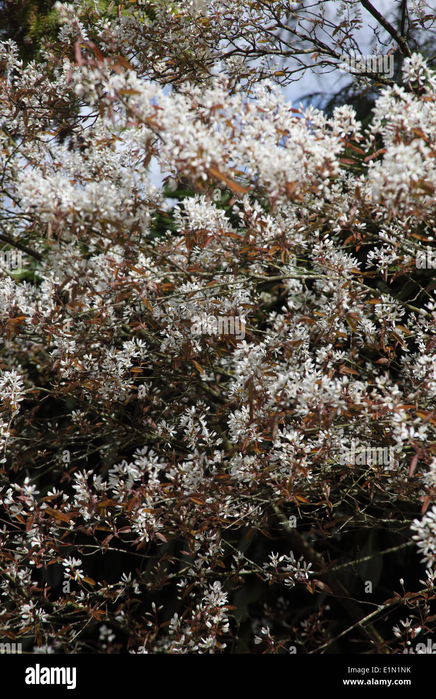 Amelanchier canadensis close up of shrub in flower Stock Photo