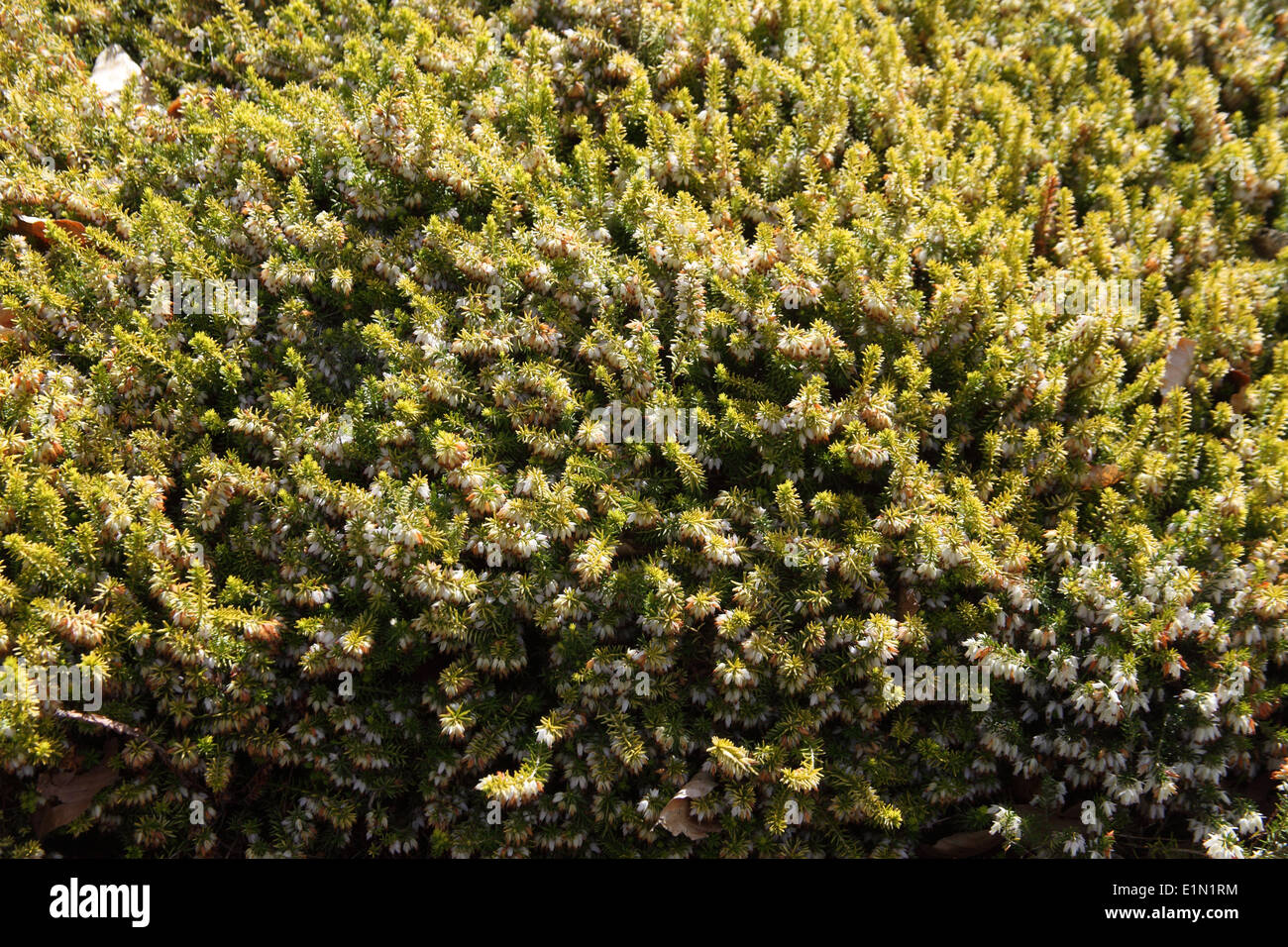 Erica x darleyensis 'Golden Starlet' plant in flower Stock Photo