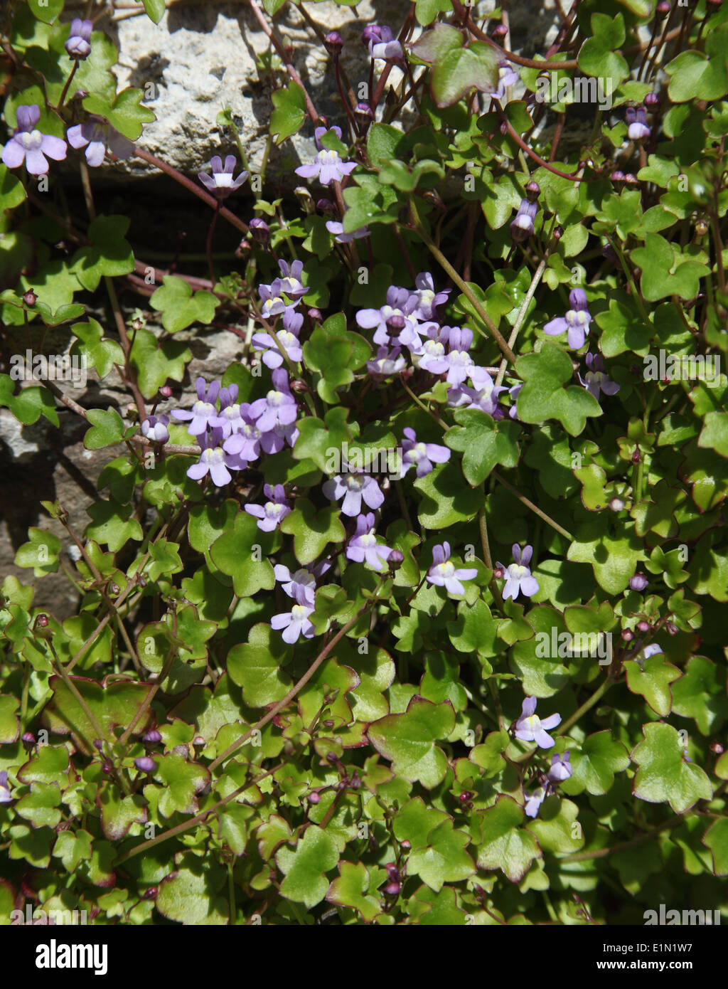 Cymbalaria muralis Ivy leaved toadflax in flower on wall close up Stock Photo