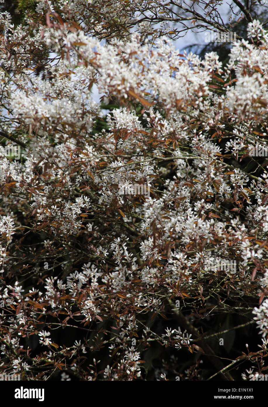 Amelanchier lamarckii tree in flower Stock Photo