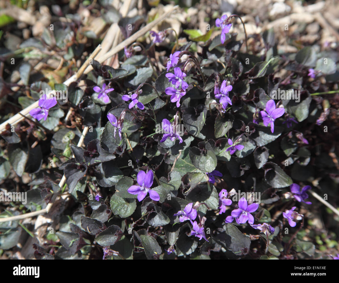 Viola riviniana 'Purpurea' Wood violet close up of flowers Stock Photo