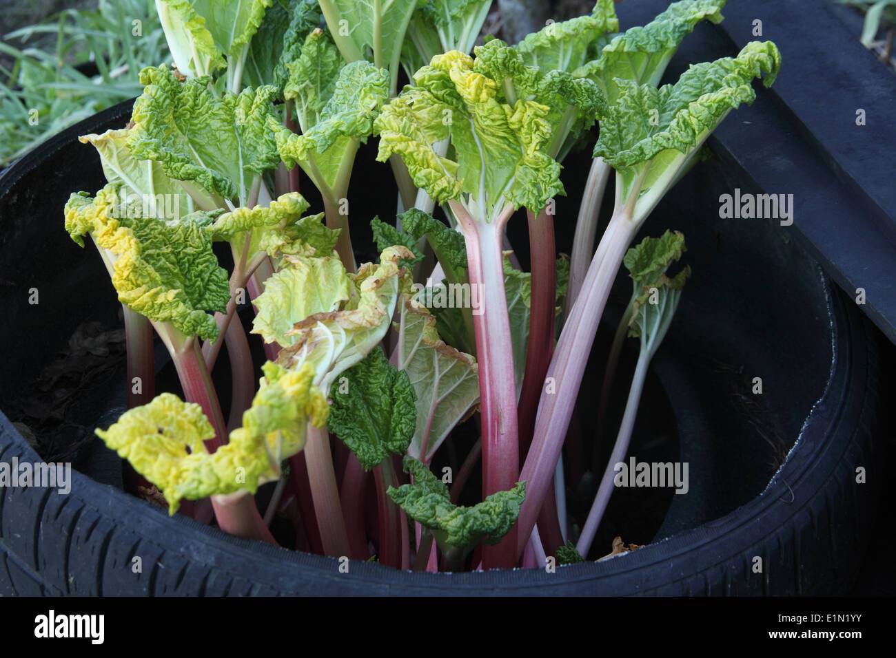 Rheum x cultorum 'Timperly early' Rhubarb forced using old tyres Stock Photo