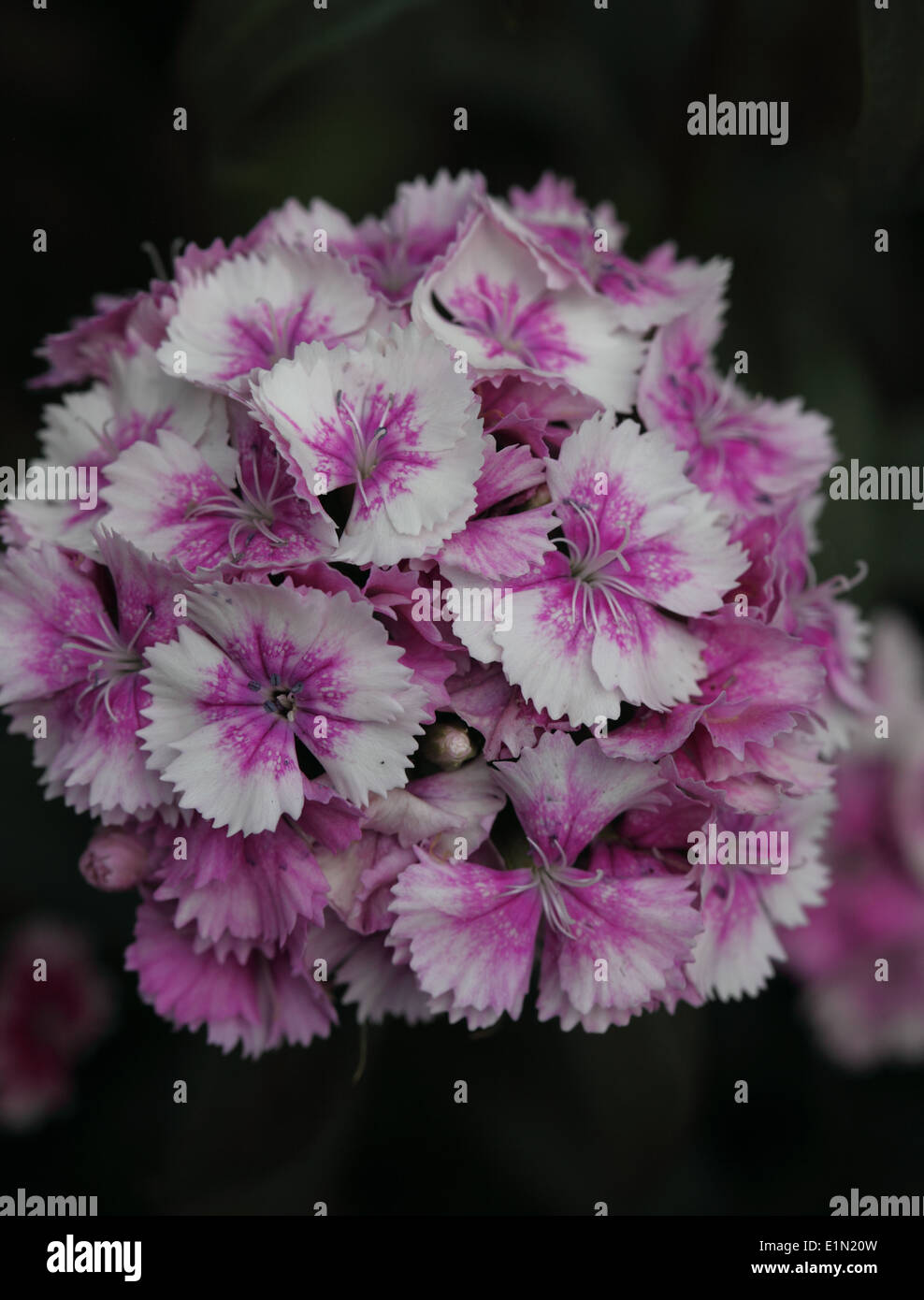 Dianthus barbatus 'Roundabout Series' Sweet William close up of flowers Stock Photo