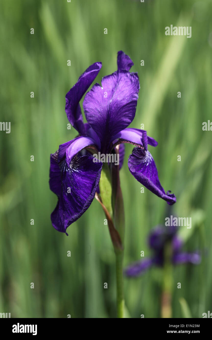 Iris sibirica 'Royal Blue' close up of flower Stock Photo