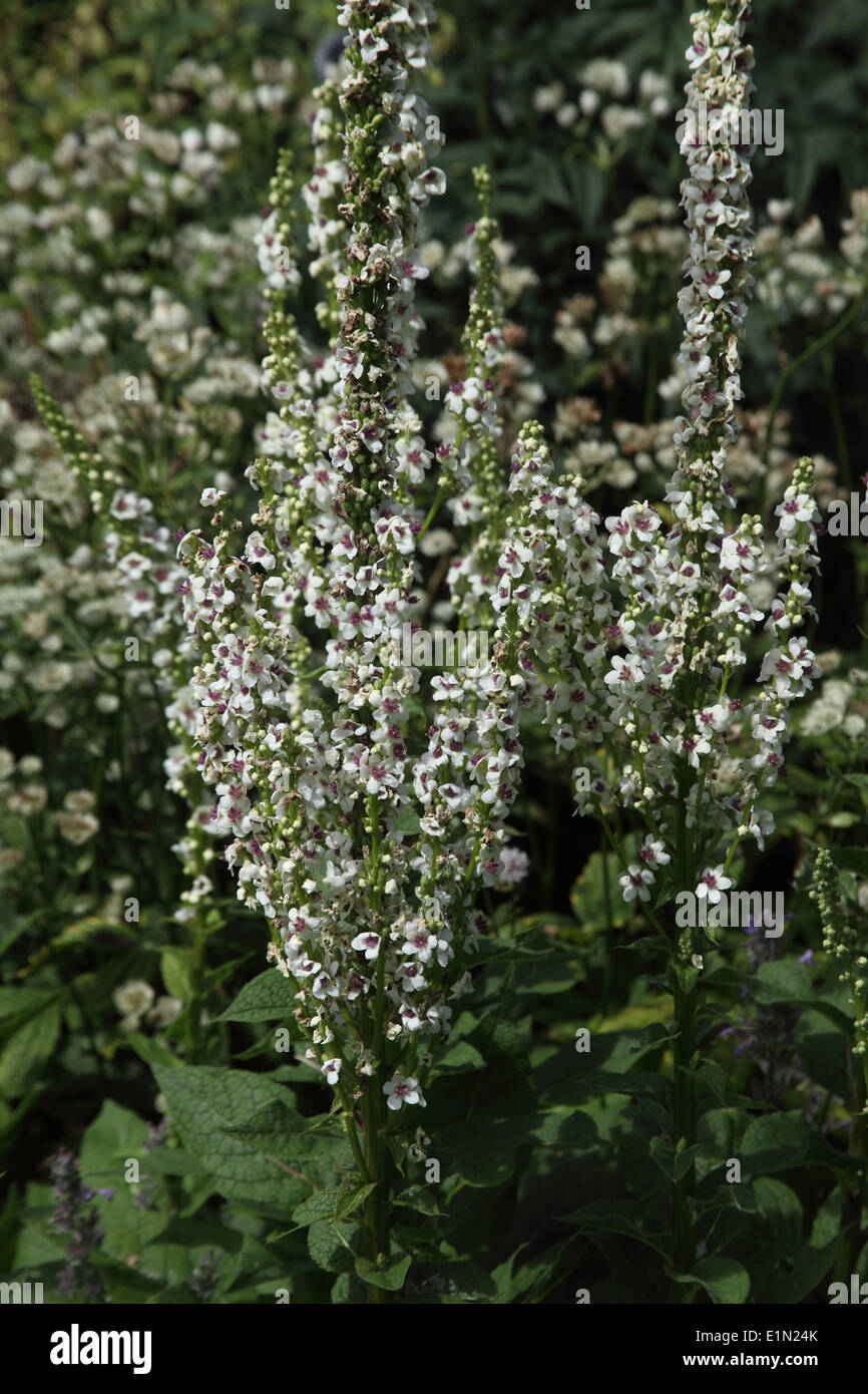 Verbascum chaixii 'Album' plants in flower Stock Photo