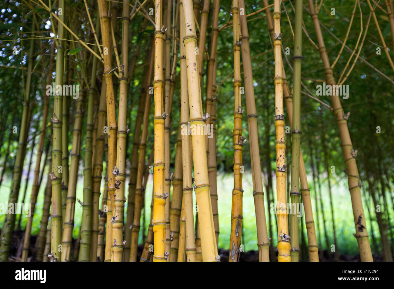 Thicket of bamboo plants Stock Photo Alamy