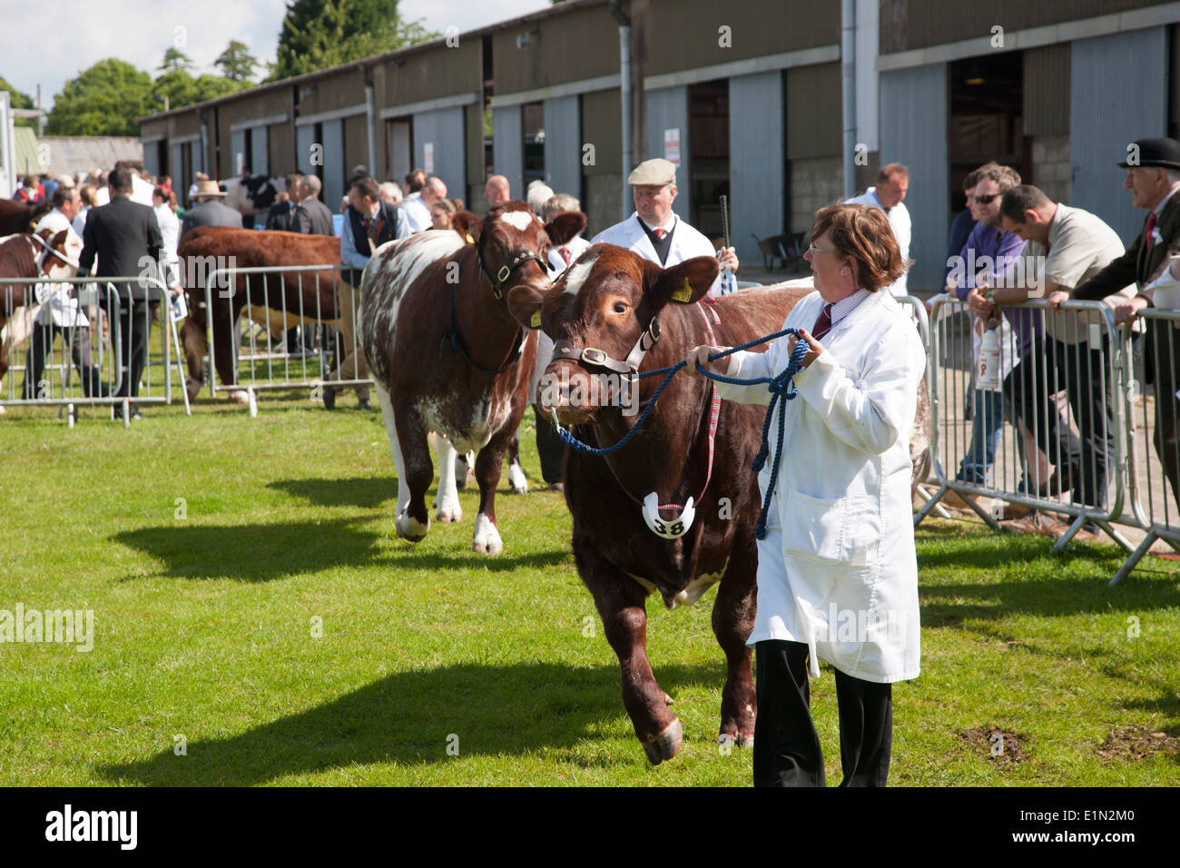 Exhibiting prize bulls at a County Show Stock Photo Alamy