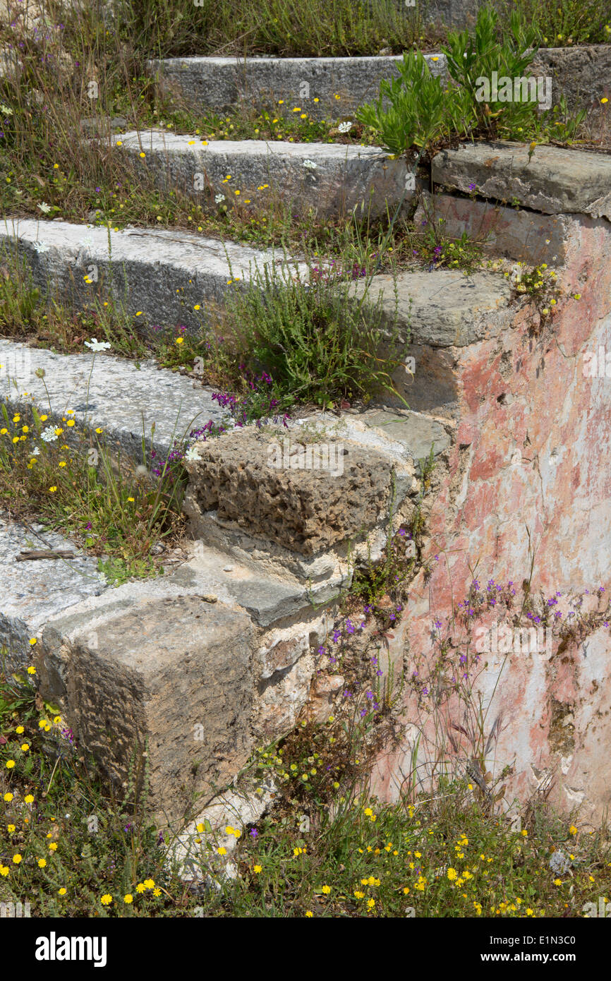 Wild flowers growing on some old stone steps of a ruin at Old Skala, Kefalonia, Greece. Stock Photo