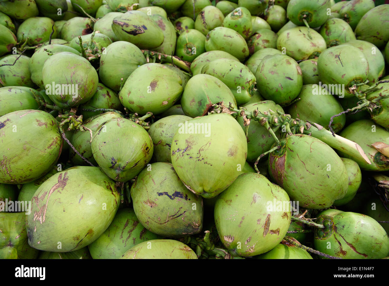 Green coconuts hires stock photography and images Alamy