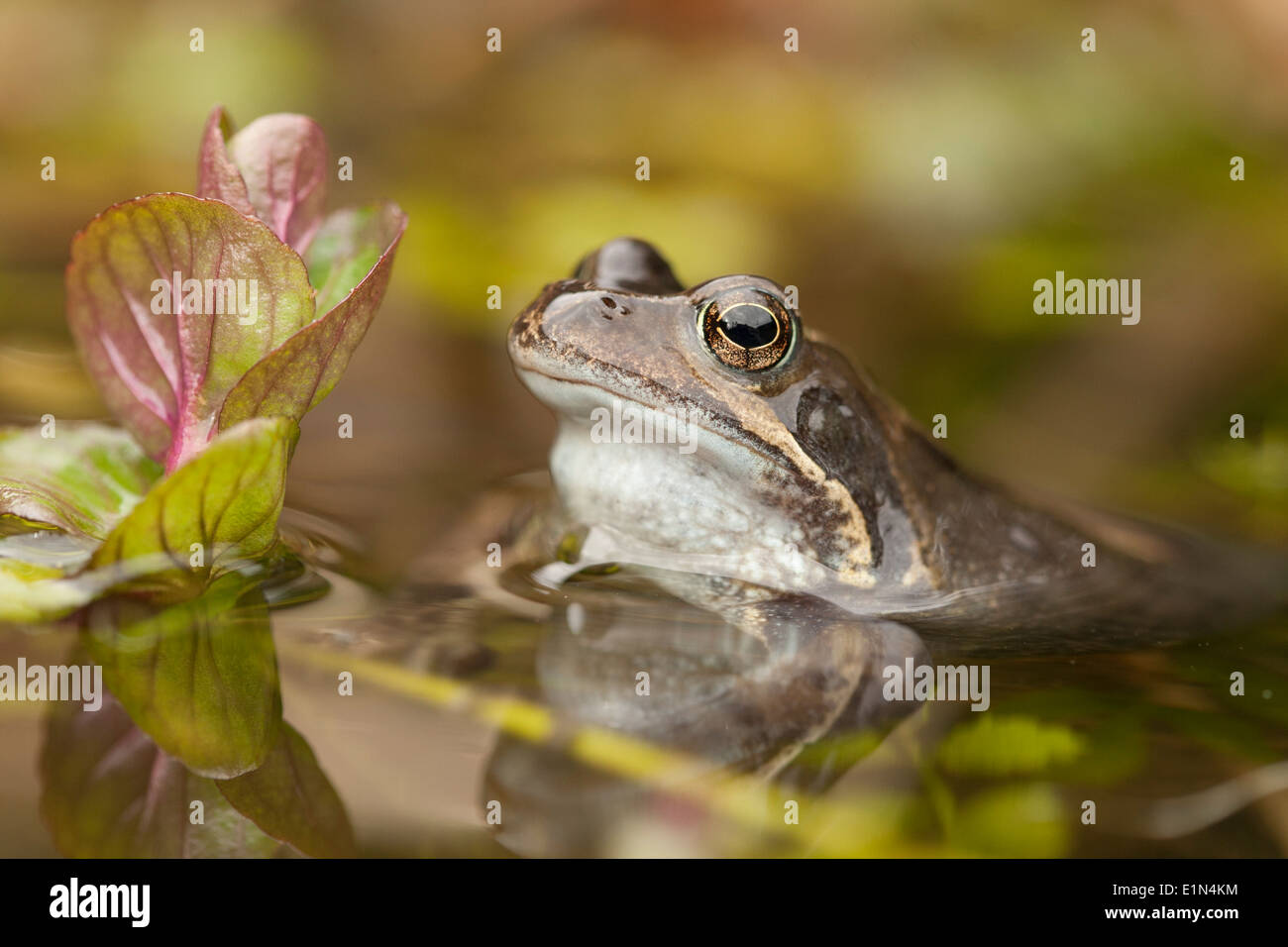 Common Frogs, (Rana temporaria) during spawning season, UK Stock Photo