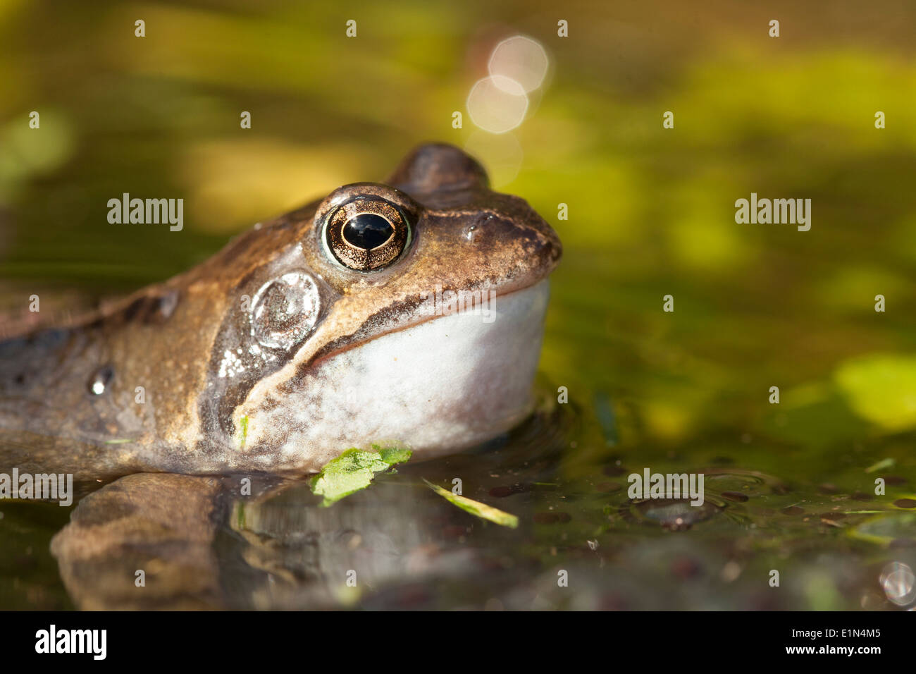 Common Frogs, (Rana temporaria) during spawning season, UK Stock Photo