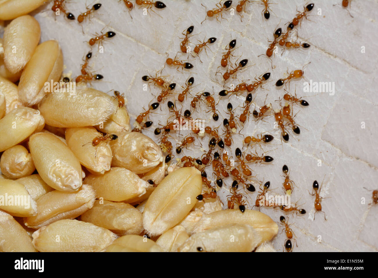 wheat grains and ants Stock Photo