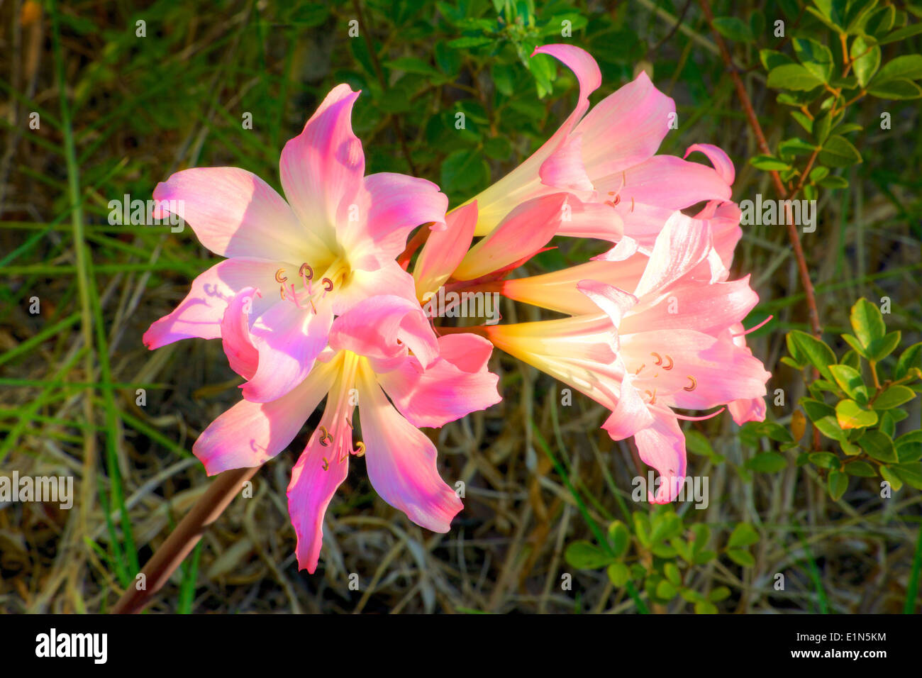 Amaryllis belladonna is a native of South Africa. It is called the March Lily because of its propensity to flower around March. Stock Photo