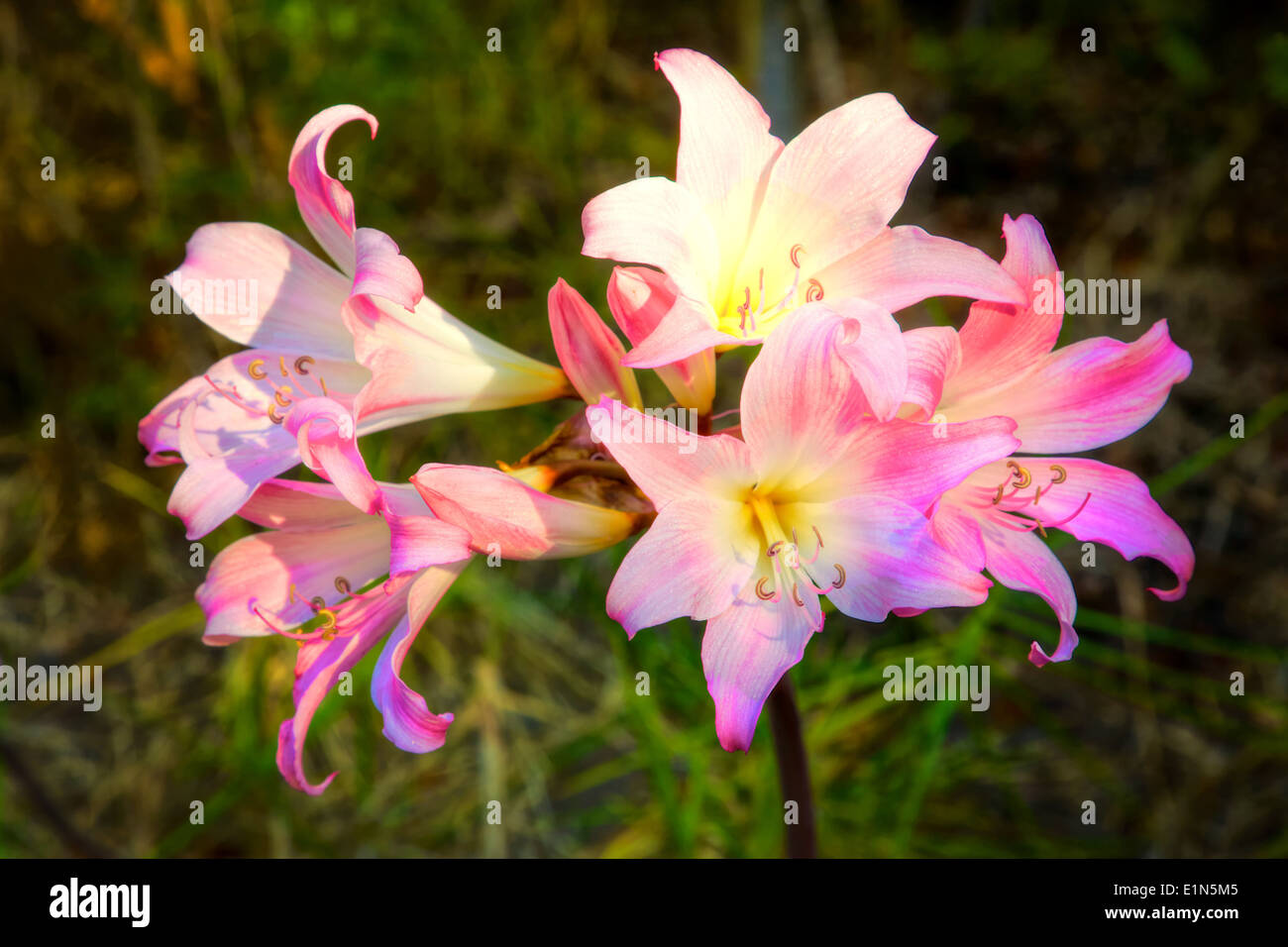 Amaryllis belladonna is a native of South Africa. It is called the