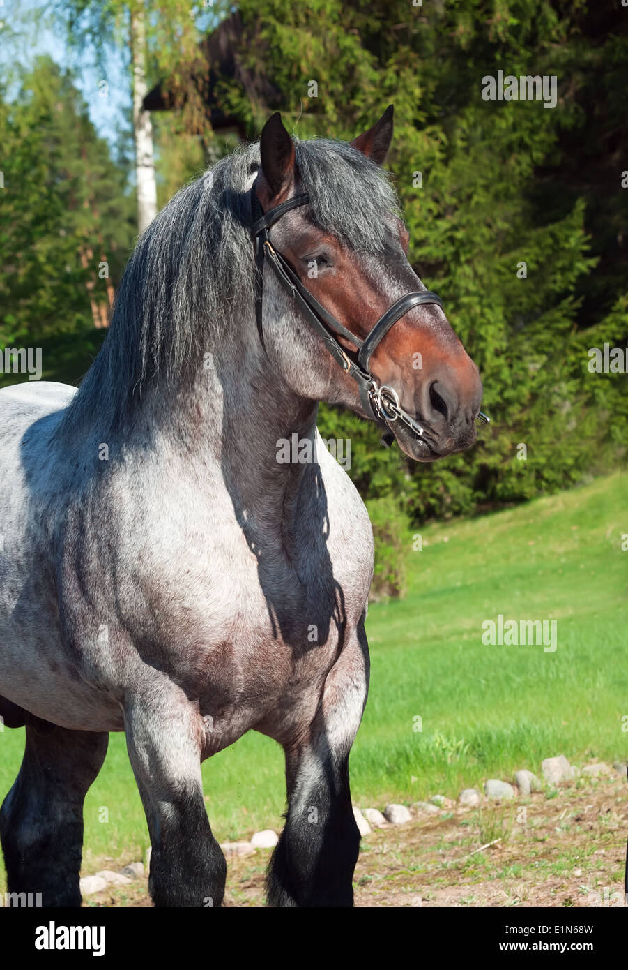 Portrait of Belgian draught stallion. Stock Photo
