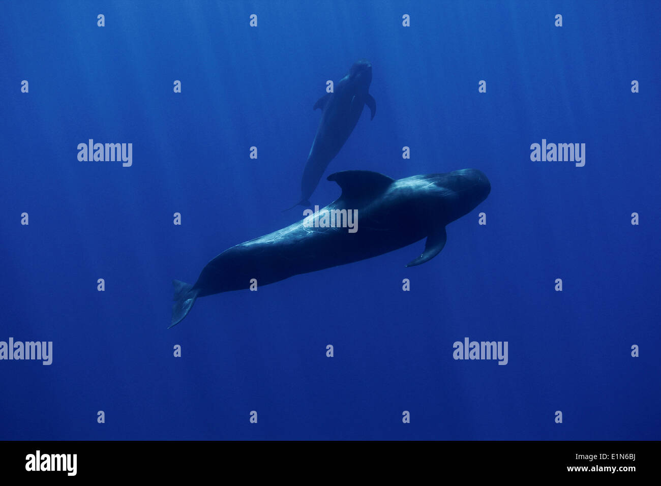 Two pilot whales - mother and calf - examining the human intruder off Funchal, Madeira island, Portugal Stock Photo