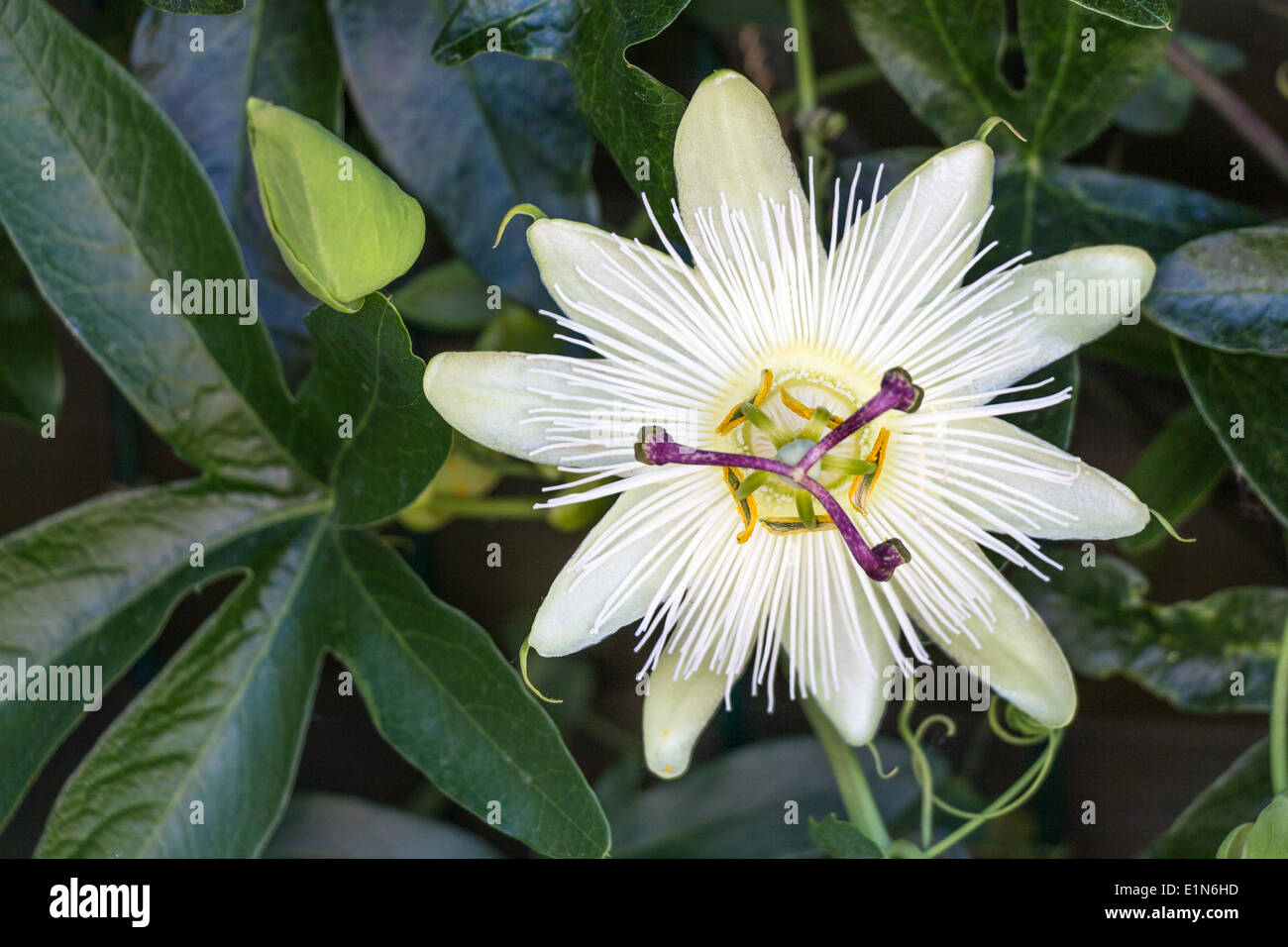 White passion flower, Passiflora caerulea 'Constance Elliott' Stock Photo