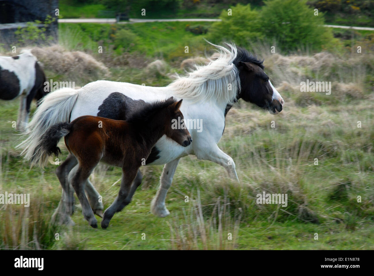 Dartmoor ponies, Dartmoor National Park, Devon, UK Stock Photo Alamy