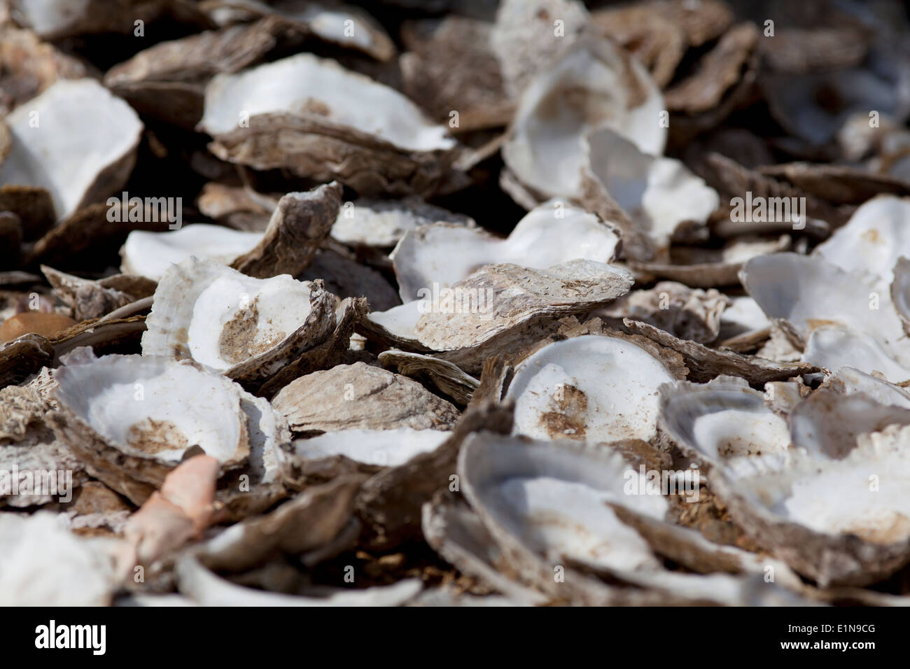 UK, Whitstable, broken oyster shells at a recycling collection point