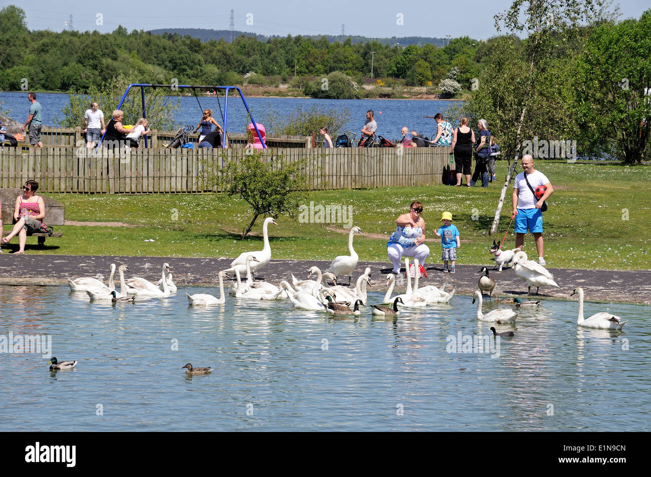 Chasewater country park uk hi-res stock photography and images - Alamy